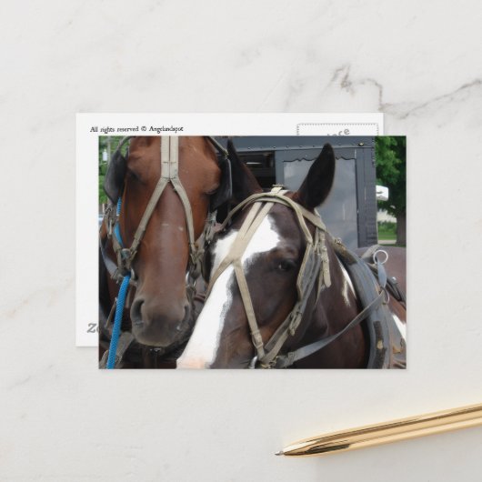 Pinto Amish Horse Solid Amish Horse and Buggies Briefkaart (Voorkant / Achterkant in situ)