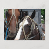 Pinto Amish Horse Solid Amish Horse and Buggies Briefkaart (Voorkant)