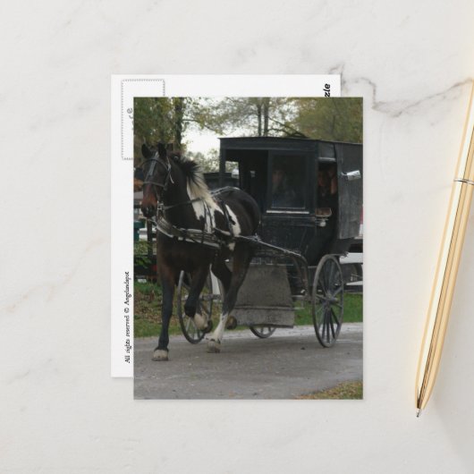 Pinto Amish Paard en Buggy Briefkaart (Voorkant / Achterkant in situ)