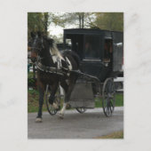 Pinto Amish Paard en Buggy Briefkaart (Voorkant)