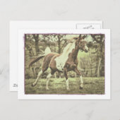 Pinto Arabian Briefkaart (Voorkant / Achterkant)