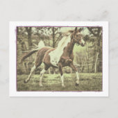 Pinto Arabian Briefkaart (Voorkant)