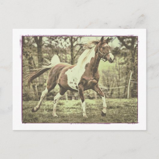 Pinto Arabian Briefkaart (Voorkant)