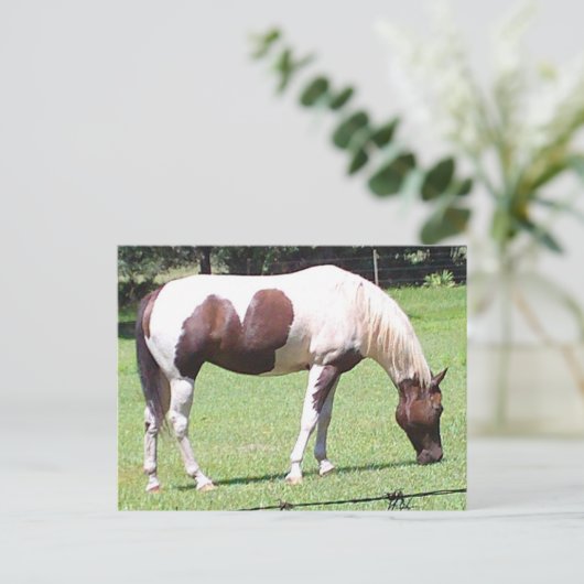 Pinto Briefkaart (Staand voorkant)