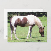 Pinto Briefkaart (Voorkant / Achterkant)