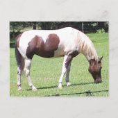 Pinto Briefkaart (Voorkant)