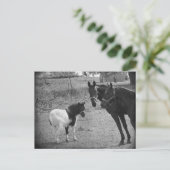 Pinto-Briefkaart voor Pony en paarden Briefkaart (Staand voorkant)