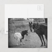 Pinto-Briefkaart voor Pony en paarden Briefkaart (Voorkant / Achterkant)