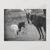 Pinto-Briefkaart voor Pony en paarden Briefkaart (Voorkant)