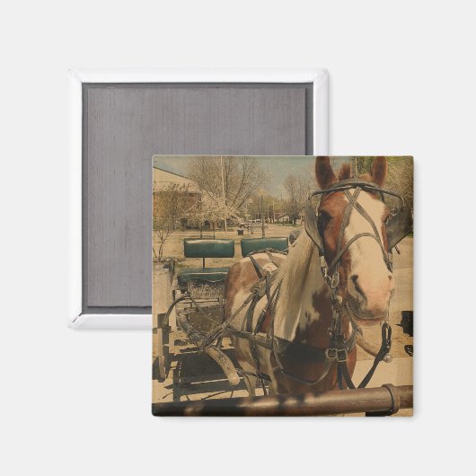 Pinto Buggy Horse Magneet (Voorkant / Achterkant)