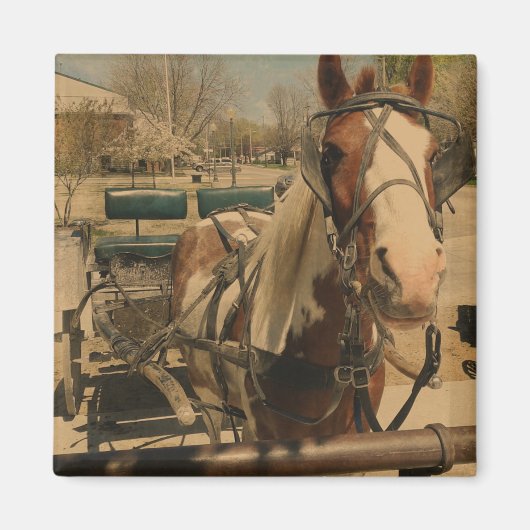 Pinto Buggy Horse Magneet (Voorkant)