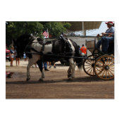 Pinto Draft Horse 2018 Mt. Pleasant, Iowa (Voorkant Horizontaal)