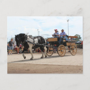 Pinto Draft Horse 2018 Mt. Pleasant, Iowa Briefkaart