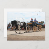 Pinto Draft Horse 2018 Mt. Pleasant, Iowa Briefkaart (Voorkant / Achterkant)