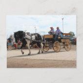 Pinto Draft Horse 2018 Mt. Pleasant, Iowa Briefkaart (Voorkant)