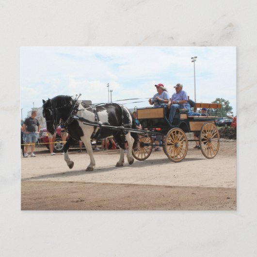 Pinto Draft Horse 2018 Mt. Pleasant, Iowa Briefkaart (Voorkant)