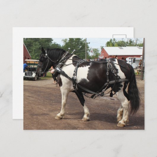 Pinto Draft Horse Briefkaart (Voorkant / Achterkant)