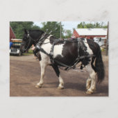 Pinto Draft Horse Briefkaart (Voorkant)