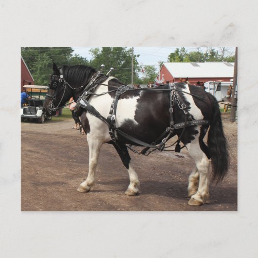 Pinto Draft Horse Briefkaart (Voorkant)