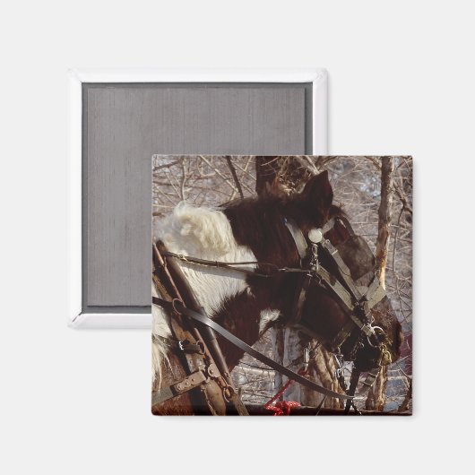 Pinto Draft Horse Magneet (Voorkant / Achterkant)