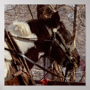 Pinto Draft Horse Poster