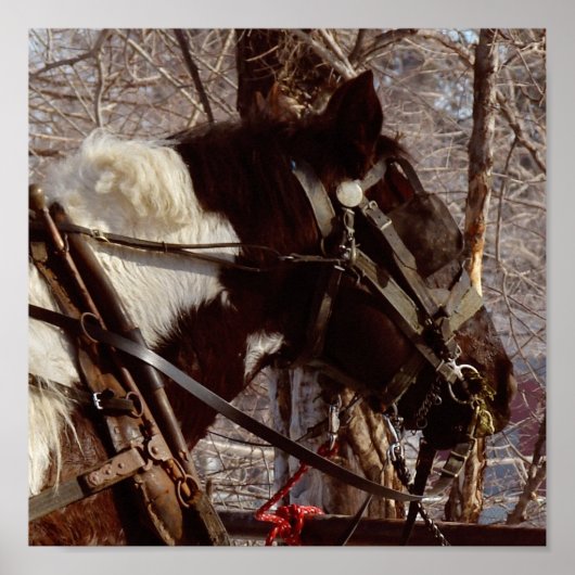 Pinto Draft Horse Poster (Voorkant)