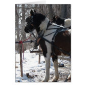 Pinto Draft Horses (Voorkant)