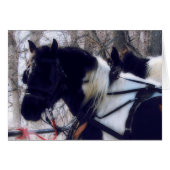 Pinto Draft Horses (Voorkant Horizontaal)