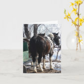 Pinto Draft Horses Kaart (Gele Bloem)