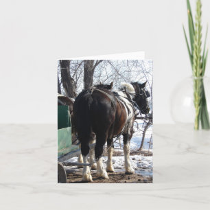 Pinto Draft Horses Kaart