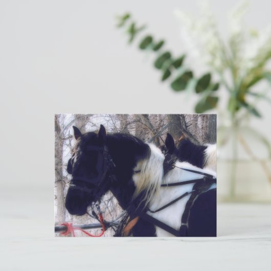 Pinto Draft Horses Landelijk Iowa Fotografie Briefkaart (Staand voorkant)