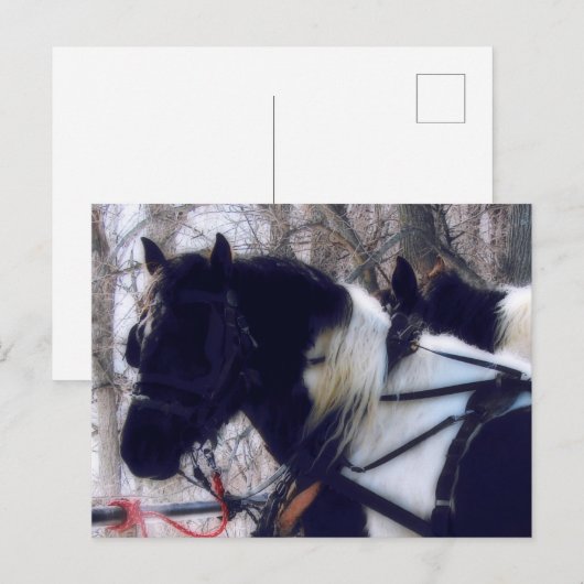 Pinto Draft Horses Landelijk Iowa Fotografie Briefkaart (Voorkant / Achterkant)