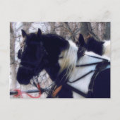 Pinto Draft Horses Landelijk Iowa Fotografie Briefkaart (Voorkant)