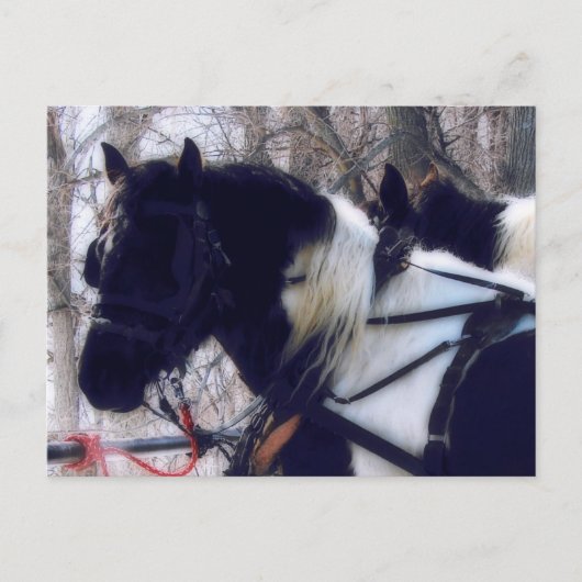 Pinto Draft Horses Landelijk Iowa Fotografie Briefkaart (Voorkant)