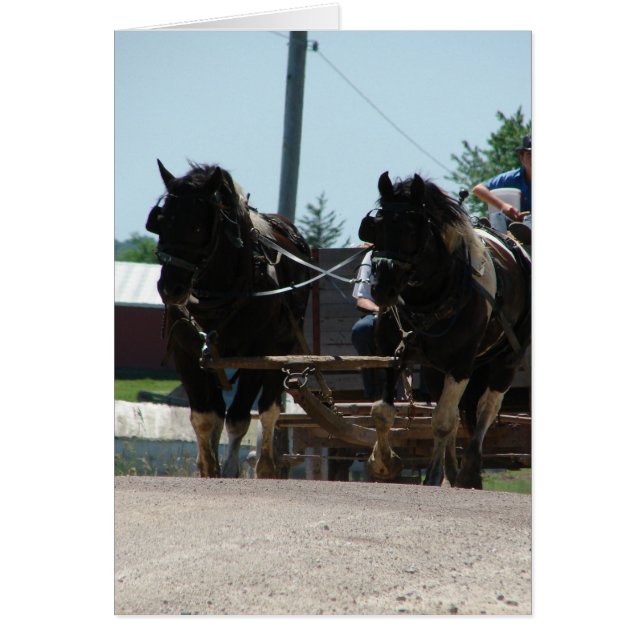 Pinto Draft Pair (Voorkant)