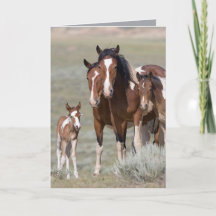 Pinto Family Wild Horse Wenskaart