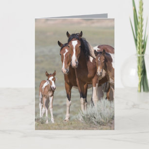 Pinto Family Wild Horse Wenskaart Kaart