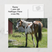 pinto filepkaart briefkaart (Voorkant / Achterkant)