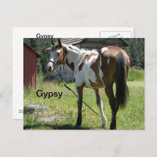 pinto filepkaart briefkaart (Voorkant / Achterkant)