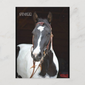 Pinto Filly genoemde paardenpostkaart "Sugar" Briefkaart