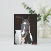 Pinto Filly genoemde paardenpostkaart "Sugar" Briefkaart (Staand voorkant)