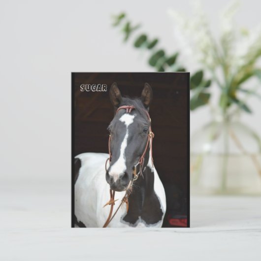 Pinto Filly genoemde paardenpostkaart "Sugar" Briefkaart (Staand voorkant)
