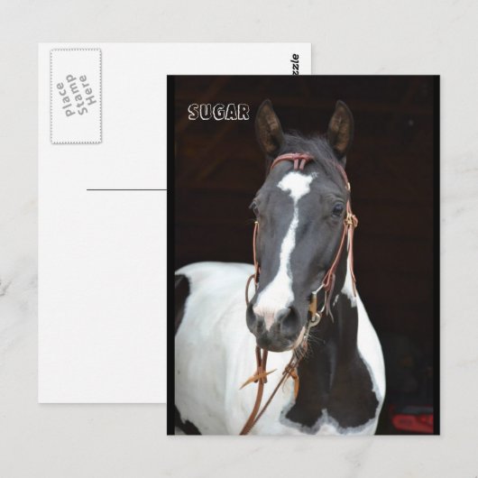 Pinto Filly genoemde paardenpostkaart "Sugar" Briefkaart (Voorkant / Achterkant)