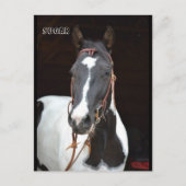 Pinto Filly genoemde paardenpostkaart "Sugar" Briefkaart (Voorkant)