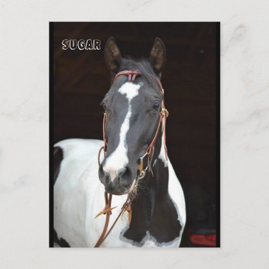 Pinto Filly genoemde paardenpostkaart "Sugar" Briefkaart (Voorkant)