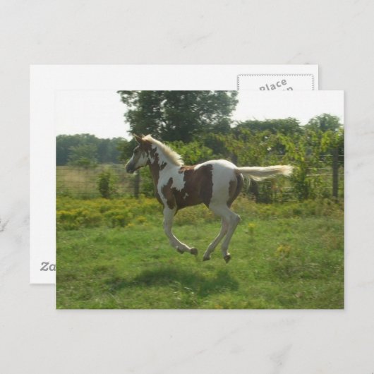 Pinto Filly Postcard Briefkaart (Voorkant / Achterkant)