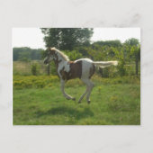 Pinto Filly Postcard Briefkaart (Voorkant)