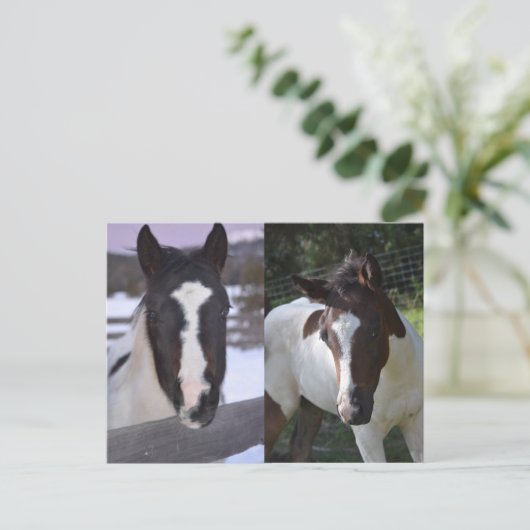 pinto fily Shasta Briefkaart (Staand voorkant)