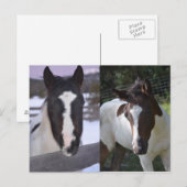 pinto fily Shasta Briefkaart (Voorkant / Achterkant)