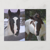 pinto fily Shasta Briefkaart (Voorkant)